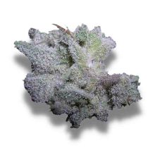 Brain Damage Feminized 5 Seeds - Growers Choice