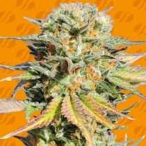 Bruce Banner #3 Feminized - Original Sensible Seeds