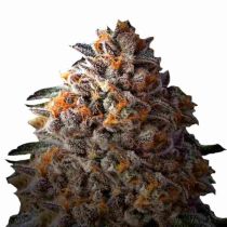 Bruce Banner III Feminized 5 Seeds - Growers Choice