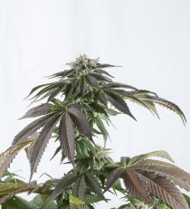 Bubba Kush CBD by Dinafem Seeds