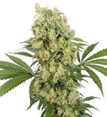 Medikit CBD Feminized – Buddha Seeds