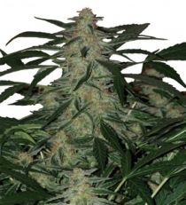 Deimos Auto – Buddha Seeds