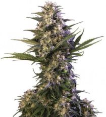 Kraken Feminized – Buddha Seeds