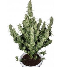 Magnum Auto – Buddha Seeds