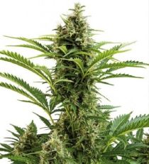 Vesta Auto – Buddha Seeds