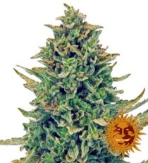 CBD Blue Shark Feminized Marijuana Seeds