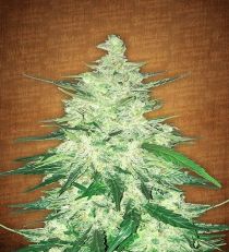 CBD Crack by Fast Buds Seeds