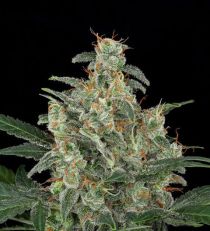 Automatic Cheese by Dinafem Seeds