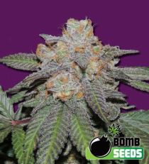 Cherry Bomb Auto Feminized Marijuana Seeds