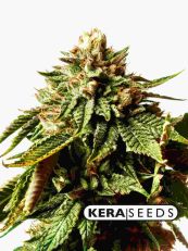 Cherry Grapefruit Autoflower - Kera Seeds