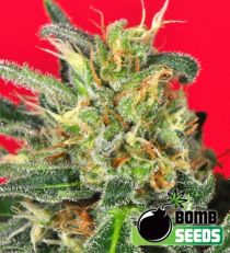 Cluster Bomb Feminized Marijuana Seeds