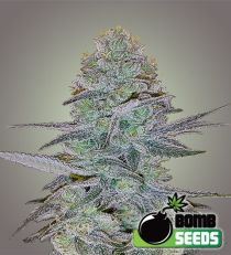 Cosmic Bomb Auto – Bomb Seeds 