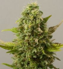 Critical Ryder by Black Skull Seeds