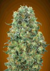 Critical Mass Feminized - Advanced Seeds