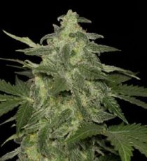 Diesel Matic by Black Skull Seeds