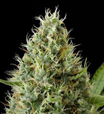 Dinamex by Dinafem Seeds