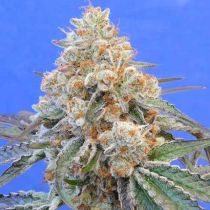 Do-Si-Dos OG Feminized - Original Sensible Seeds