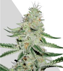 Dreamberry Marijuana Seeds