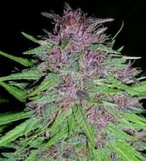 Erdpurt Feminized by Ace Seeds