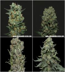 Express Mix Pack by kalashnikov Seeds