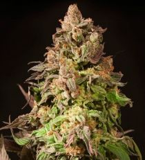 Fallen Angel by Devil's Harvest Seeds