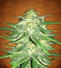 Lemon Ak Auto by Fast Buds Seeds