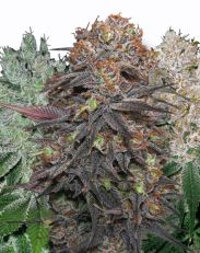 Feminized Mix Pack by Kalashnikov Seeds