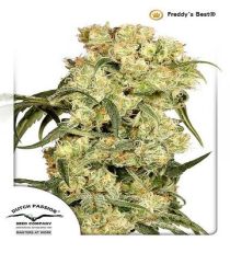 Freddy's Best by DP Seeds