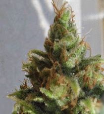 Ganj-nam Style by Dr Krippling Seeds