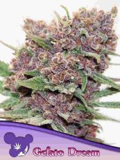 gelato-dream-feminized-anesia-seeds