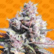 Gelato Feminized - Original Sensible Seeds