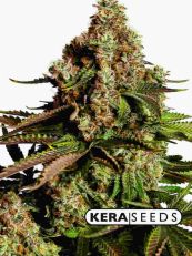 Girl Scout Cookies Feminized - Kera Seeds