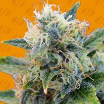 Girl Scout Cookies Feminized - Original Sensible Seeds