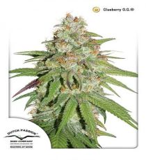 Glueberry O.G. by DP Seeds