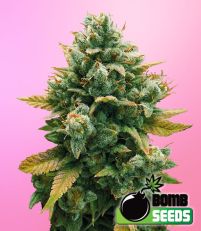 Godfather Bomb – Bomb Seeds