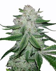 Gorilla Glue by Black Skull Seeds