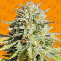 Gorilla Glue #4 Feminized - Original Sensible Seeds