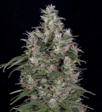 Grandaddy Banner by Bighead Seeds