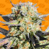 Grandaddy Black Feminized - Original Sensible Seeds