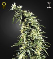 Hawaiian Snow Feminized Marijuana Seeds