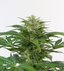 Haze Auto CBD by Dinafem Seeds