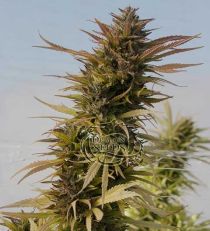 Hydratonic #2 by Dragon Seeds 