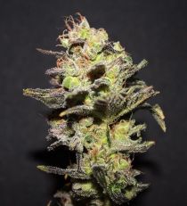 Icer by R-Kiem Seeds