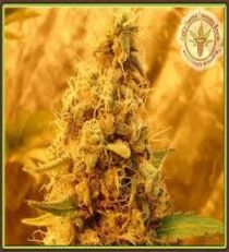 Jack Mist Tree by Dr Krippling Seeds