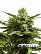 Jack Herer Feminized - Kera Seeds