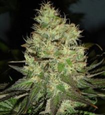 Jack Herer by Black Skull Seeds