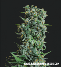 Kalashnikov Original by Kalashnikov Seeds 