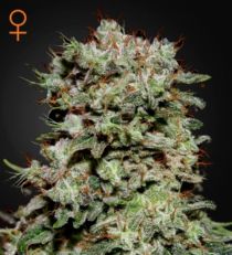 Kalashnikova Feminized Marijuana Seeds