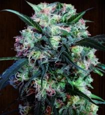 Kali China Feminized by Ace Seeds