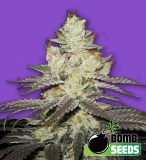 Killer Purps Feminized Marijuana Seeds